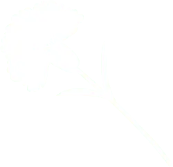 Carnation - line - PNG