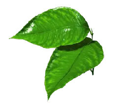 Epipremnum aureum - green - leaf - Free Download PNG