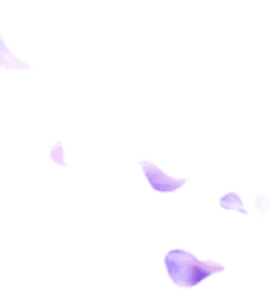 Purple Petals Falling - Free for Commercial Use PNG