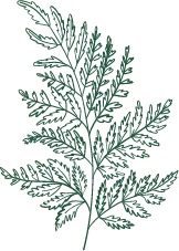 Fern - line - Transparent Layer PNG
