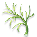 Reed Leaf - green - Transparent Background PNG