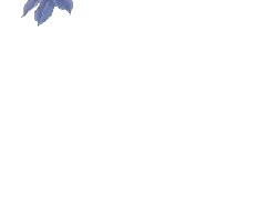 Blue Leaf - nature - Fast Download PNG