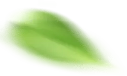 Green Leaf - leaf - Free PNG