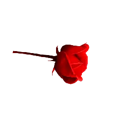 PNG - Red Rose - romantic