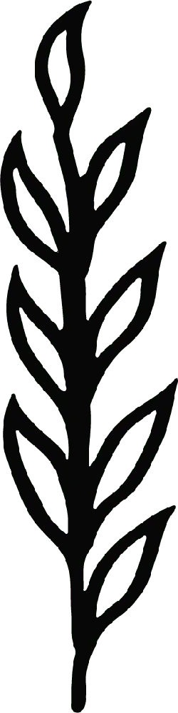 Olive Leaf - Designer Recommended PNG