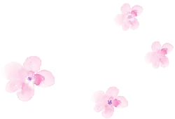 Pink Flowers - photography - PNG