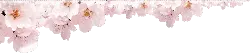 Cherry Blossom - High Download Count PNG - Recommended PNG