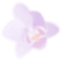Orchid - blurry - No Background PNG