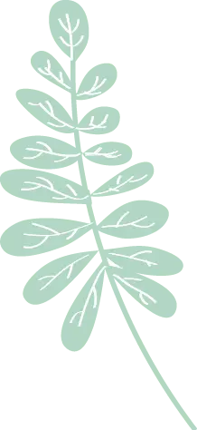 Fern - design - High Resolution PNG