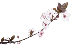 Cherry Blossom Branch - pink - No Watermark PNG