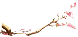 Cherry Blossom Branch - nature - Free for Commercial Use PNG