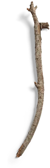 Wooden Stick - plant - PNG