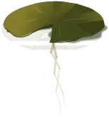 Lotus Leaf - leaf - Highly Rated PNG
