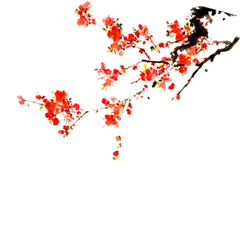 Plum Blossom - black background - Lossless PNG
