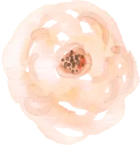 Rose - High Quality PNG - No Watermark PNG