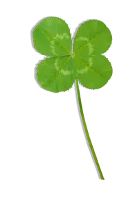Clover - leaf - Free PNG