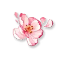 Peach Blossom - Transparent Background PNG - Curated PNG