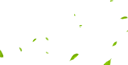 Green Leaves - falling - Transparent Background PNG