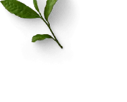 Green Leafy Branch - plant - leaf - High Resolution PNG