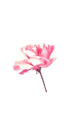 Pink Rose - Designer's Pick PNG - Trending PNG
