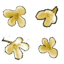 Four Petal Flower - petal - Transparent Background PNG