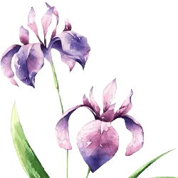 Iris - plant - painting - Free Download PNG