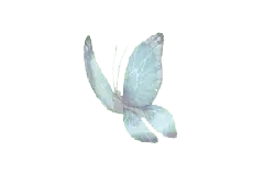 White Butterfly - Transparent Layer PNG