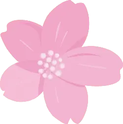 Transparent Layer PNG - Cherry Blossom - flower