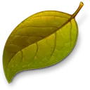 Leaf - Fast Download PNG - Free PNG