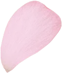 Rose Petal - High Resolution PNG