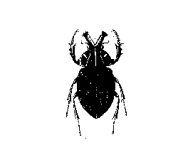 High Resolution PNG - night hunter - Black Owl - Pic 1