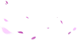 Pink Petals Falling - Designer's Pick PNG - nature