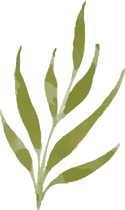 Leaf - Highly Rated PNG - Designer Recommended PNG