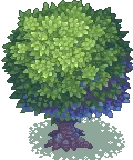 Tree - leaves - PNG