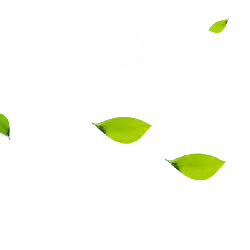 Water Droplets and Leaves - nature - No Background PNG