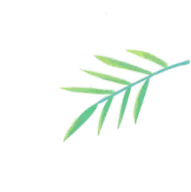 Willow Leaf - Curated PNG
