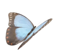 Common Eggfly - butterfly - No Background PNG