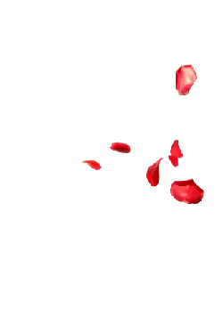 Rose Petals - falling - romantic - Transparent Layer PNG