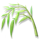 Bamboo - leaves - branches - PNG Images