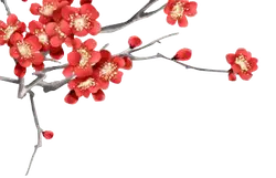 Plum Blossom - spring - PNG