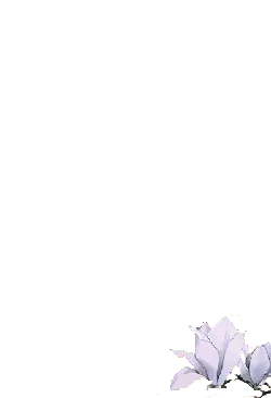 White Flower - beautiful - No Watermark PNG