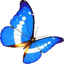 Blue Morpho Butterfly - shining - PNG Images