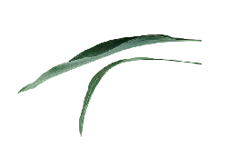 Green Leaf - Curated PNG - fresh