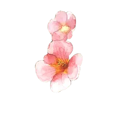 Peach Blossom - Transparent Background PNG - Designer's Pick PNG