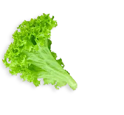 Lettuce Leaf - Lossless PNG
