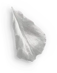 Petal - black background - Lossless PNG