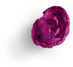 Rose - Lossless PNG - Designer's Pick PNG