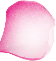 Rose Petal - Popular Download PNG