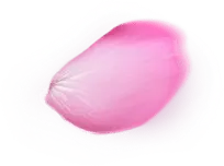 Petal - nature - Free for Commercial Use PNG