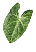 Calla Lily - green - plant - Lossless PNG